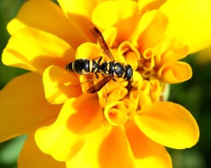 yellow-jacket-57308_640