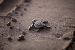 baby sea turtle