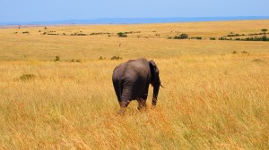 elephant-737412_1280