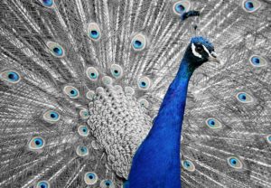 peacock-1676635_1280