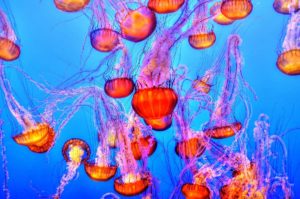 jellyfish-931714_1920